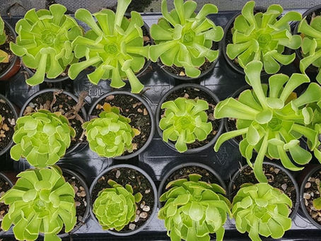 June at the nursery - 2020