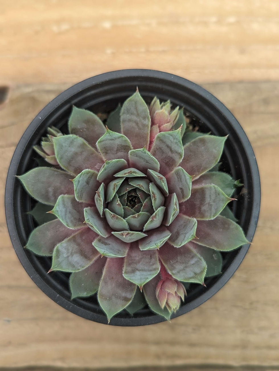 Thumbnail: Sempervivum Grey Ghost