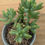 Thumbnail: Sedum pachyphyllum