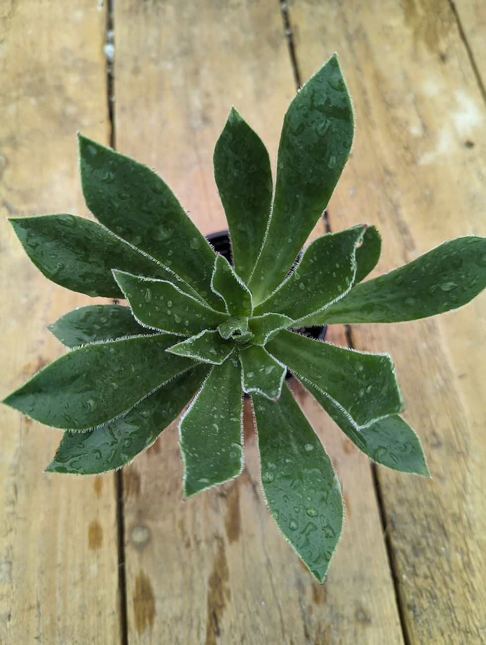 Thumbnail: Aeonium simsii x arboreum