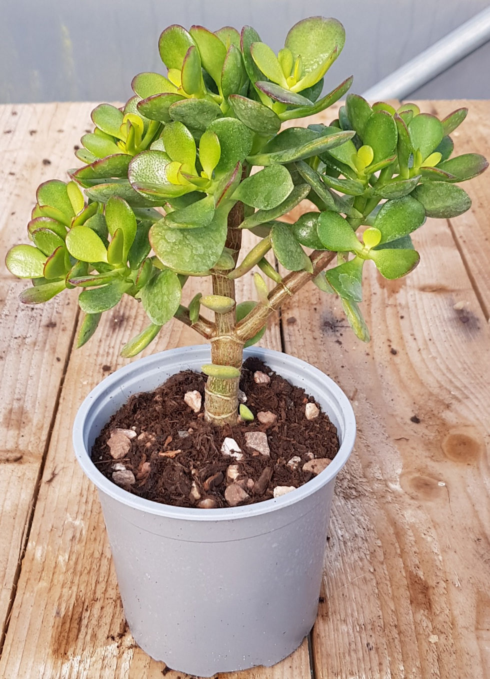 Crassula ovata minima - Large 1l Pot