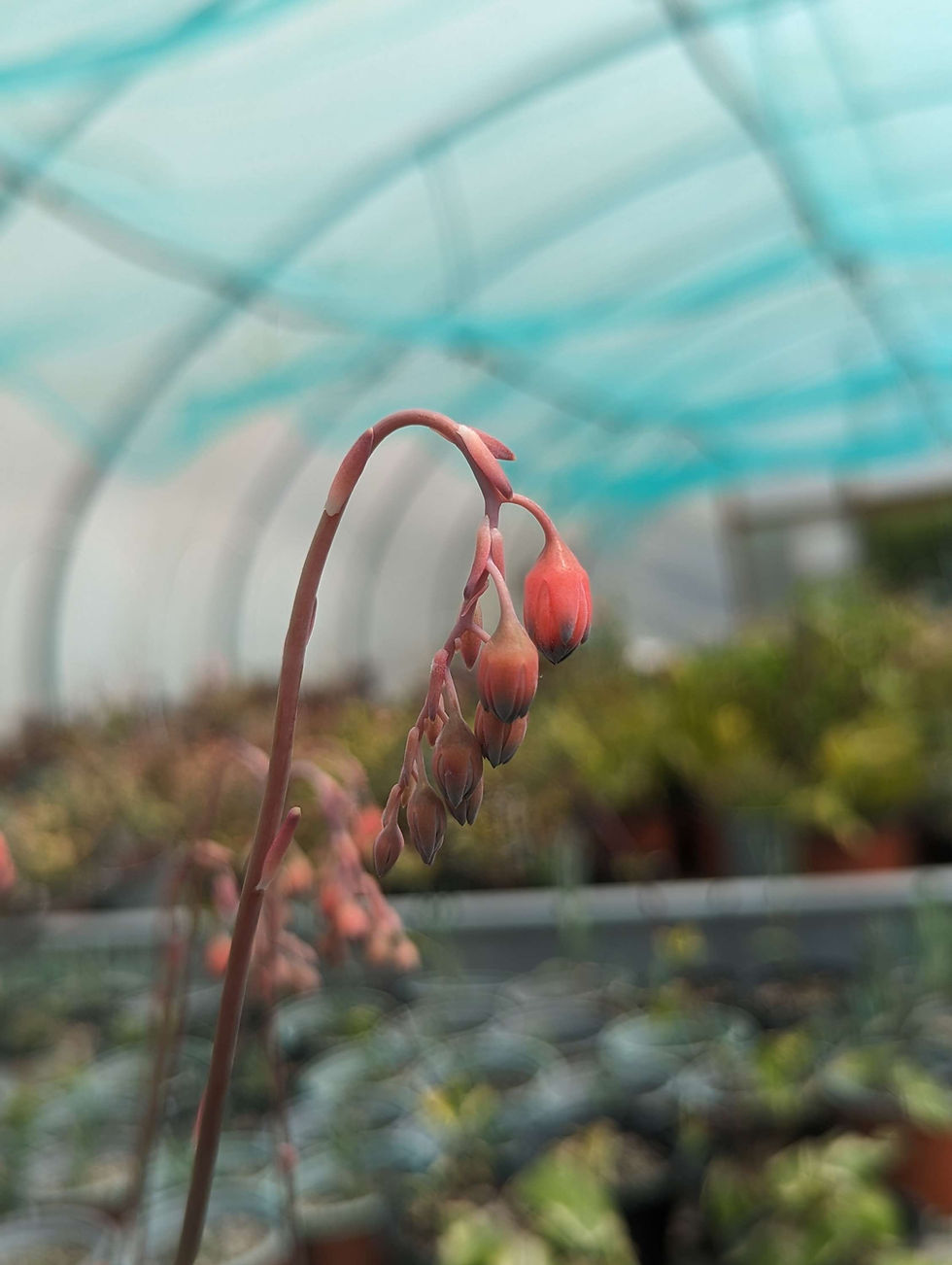 Thumbnail: Pachyphytum Hybrid