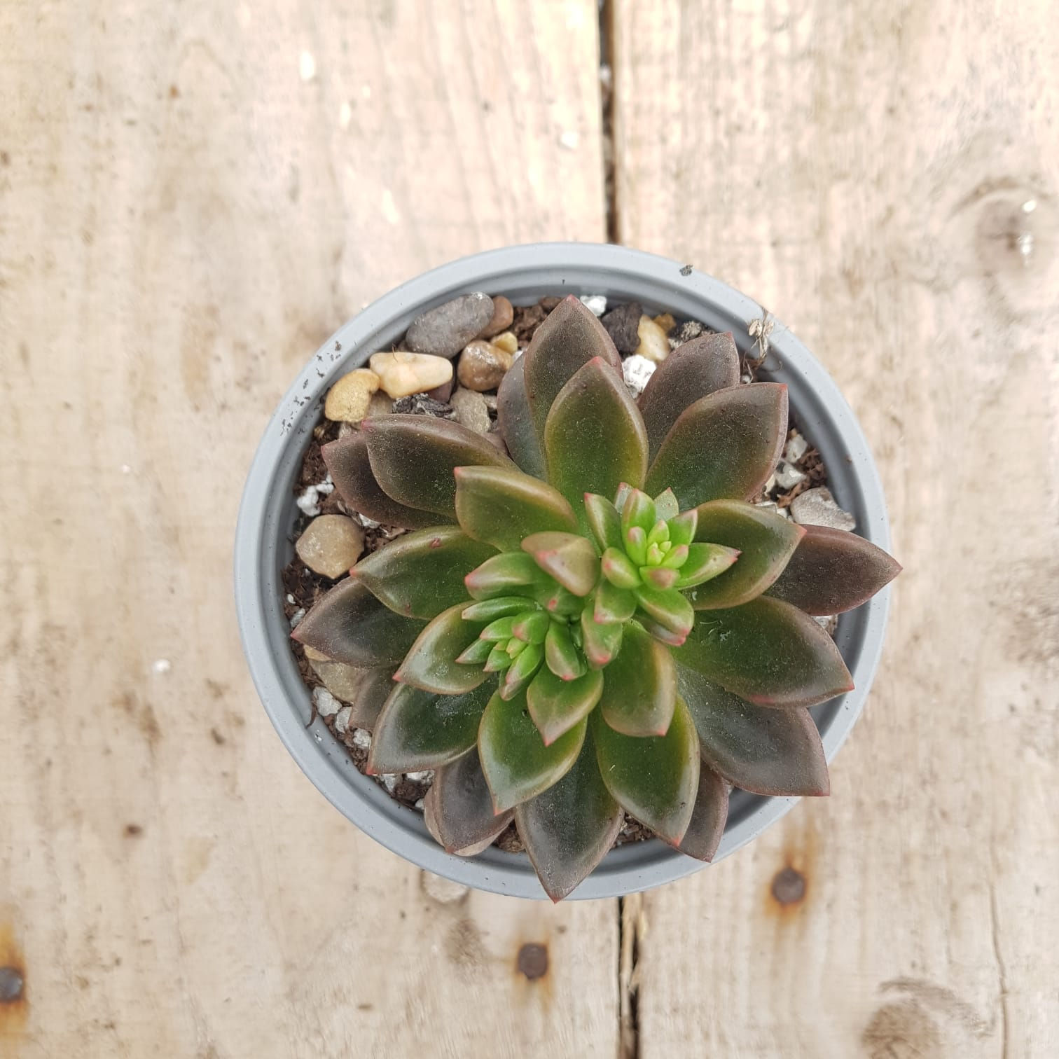 Echeveria zodiac
