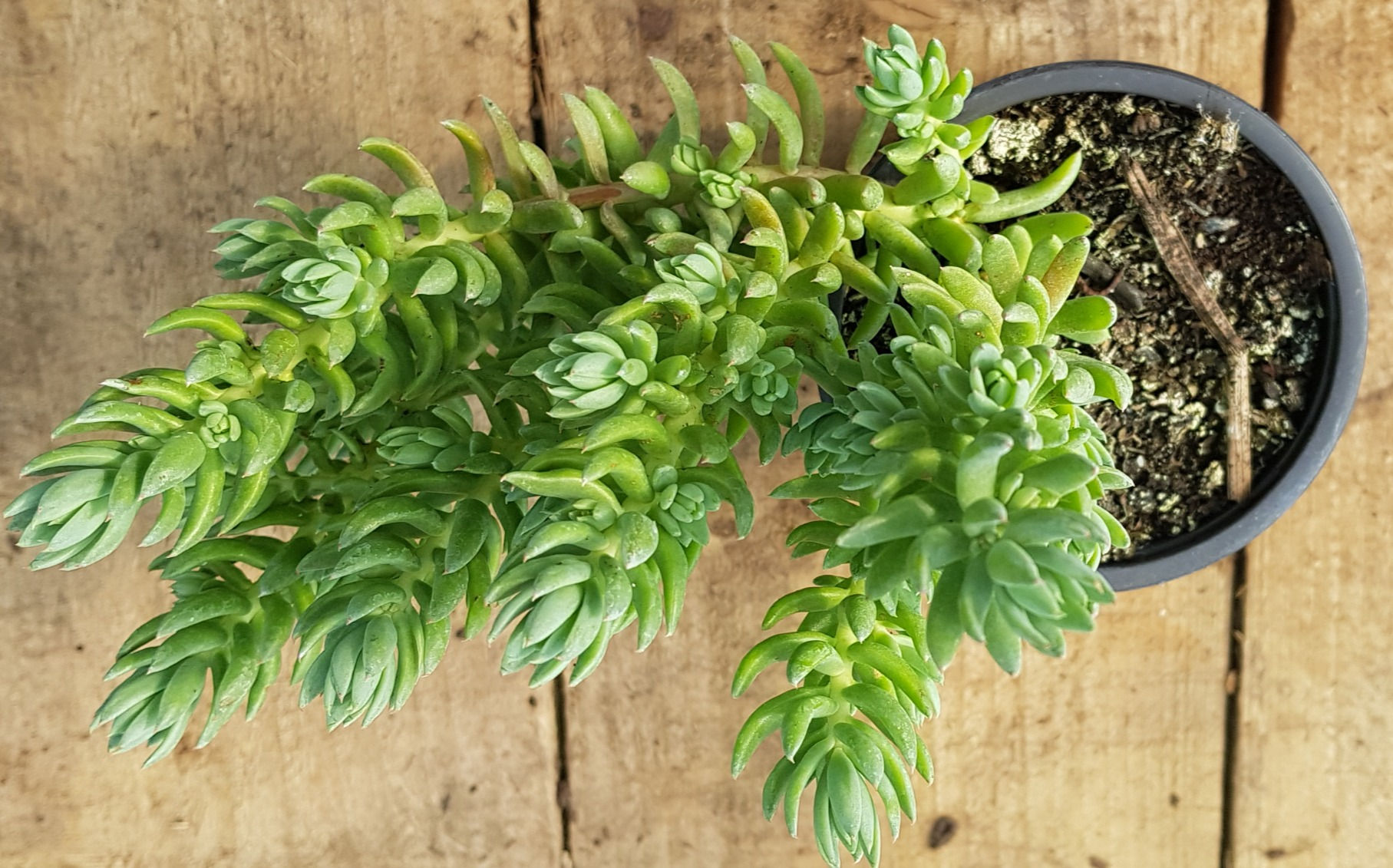 Sedum reflexum 'Spanish Blue Select'