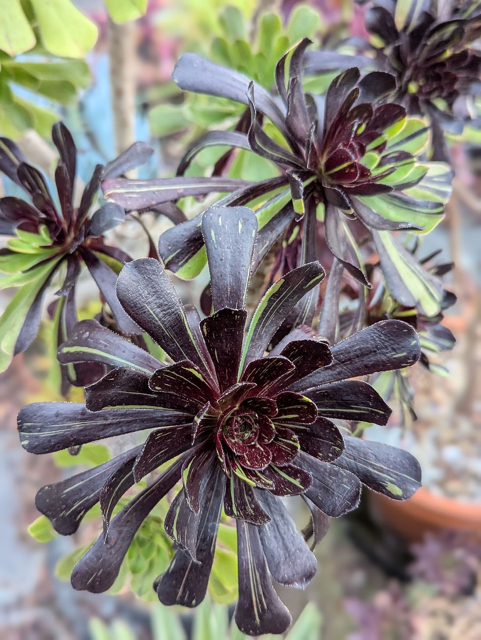 Thumbnail: Aeonium 'Big Bang'