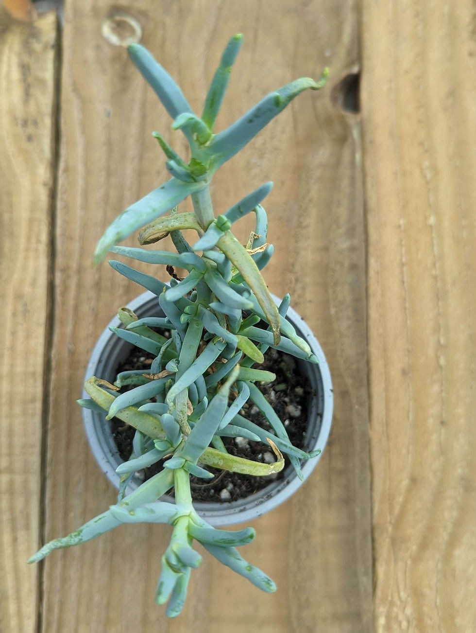 Thumbnail: Malephora crocea