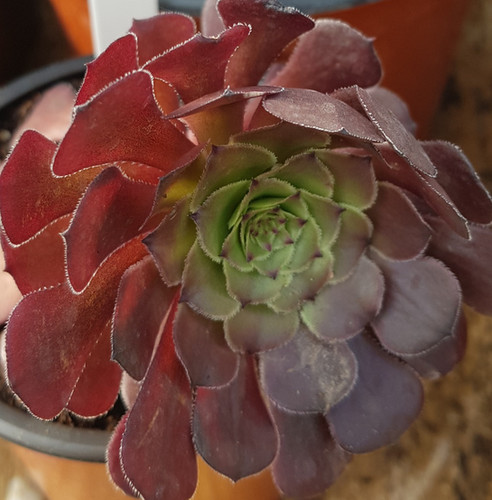 Aeonium Copper Kettle | Piccolo Plants