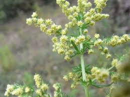 D - Artemisia Annua