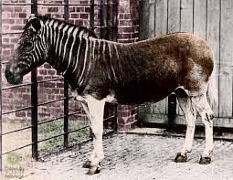 Me No Quagga Me Quango