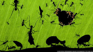 Leaf Cutter Ants