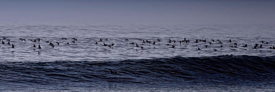 birds 2 no noise