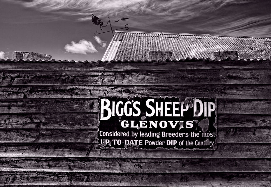 Biggs Sheep B&W