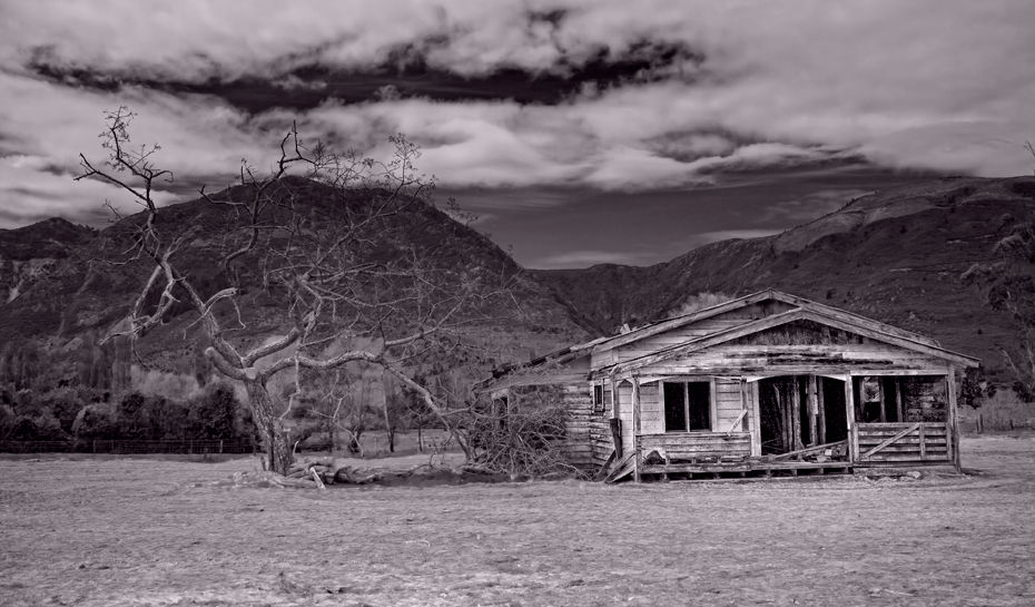 Tree Shed