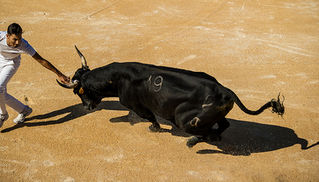 Navigation By Cow