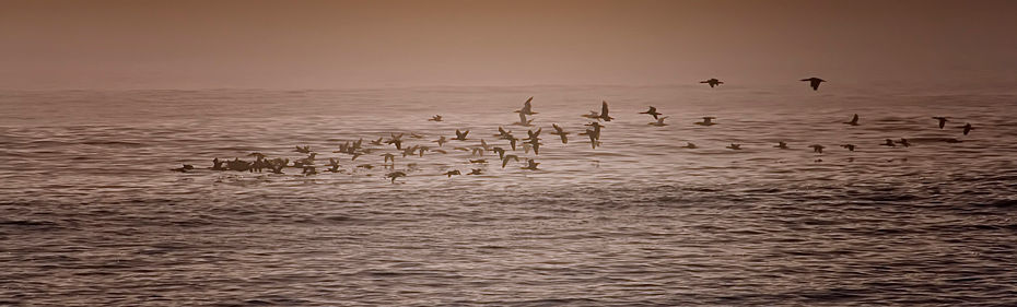 Birds no noise