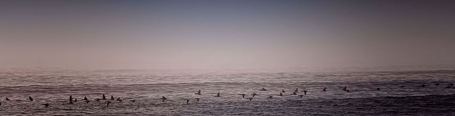 birds 3 no noise
