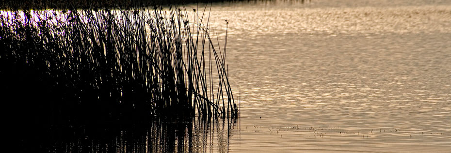 Vlei 12