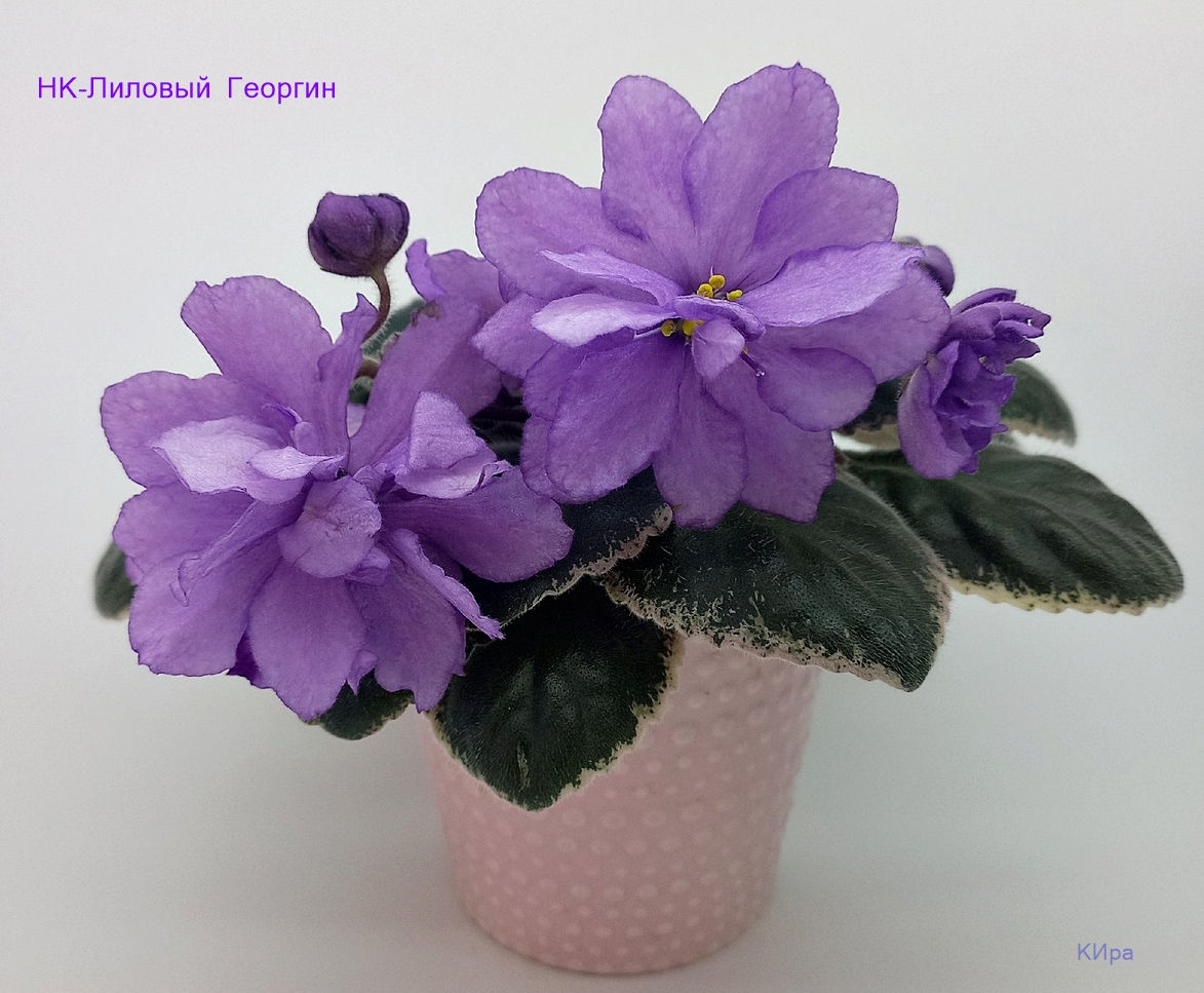 НК-Лиловый Георгин (Н.Козак)