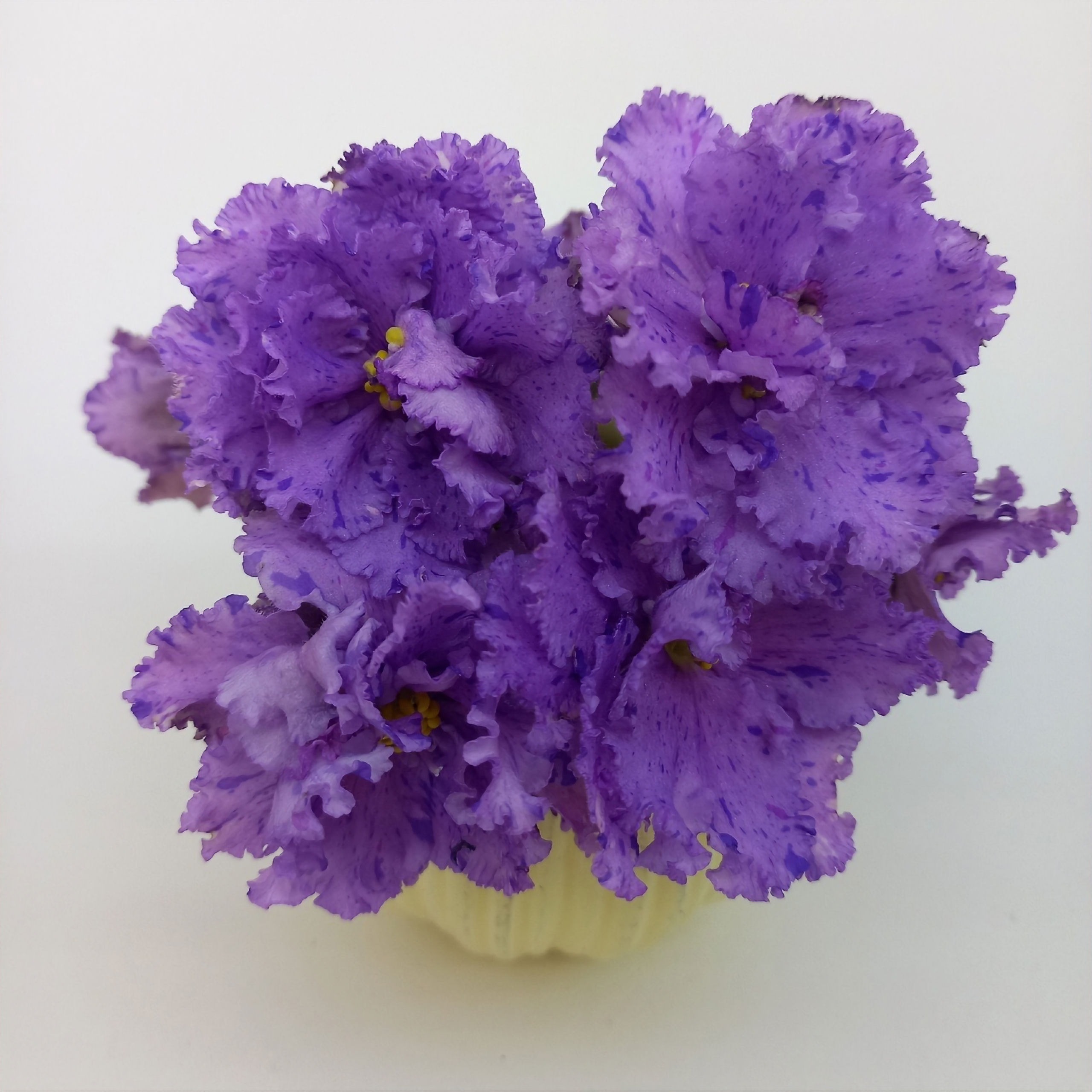 НД-Баллада (Н.Данилова-Суворова)