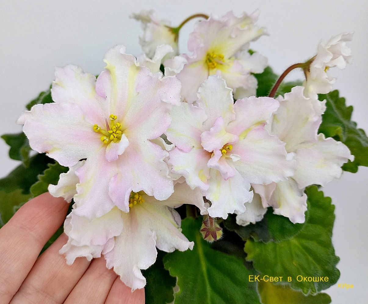 ЕК-Свет в Окошке (Е. Коршунова)