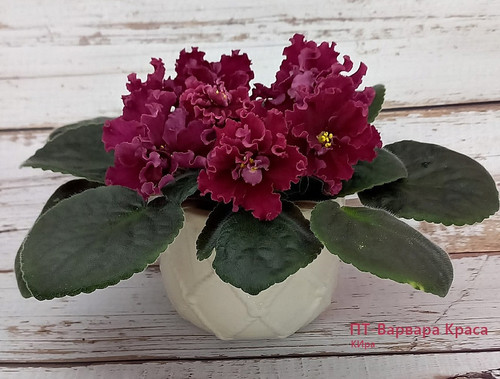 ПТ-Варвара Краса (Пугачёва Т.) | Flowerina