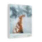 Thumbnail: "Winter Fox"