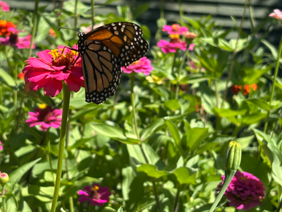 My Summer Butterflies