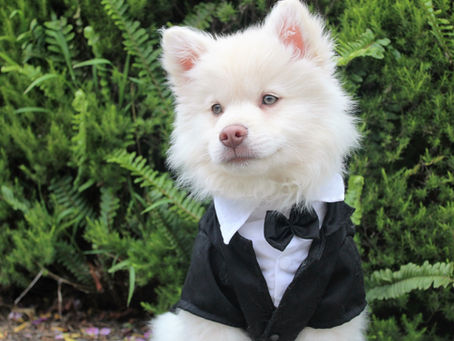 It's National Puppy Day. 3 ways to include them in your BIG day.