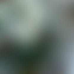 A stunning winter wedding bouquet featuring white roses, pinecones, and seasonal greenery.