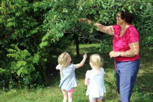 Grandma Picking Fruit