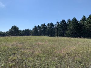 Earthaven Museum prairie