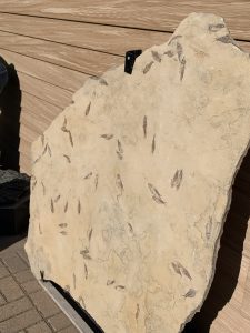 Earthaven Museum fossil rock