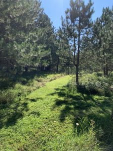 Earthaven Museum trail