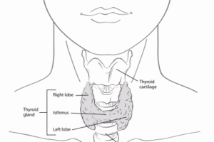 Thyroid Gland