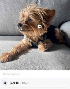 iphone visual lookup look up result example