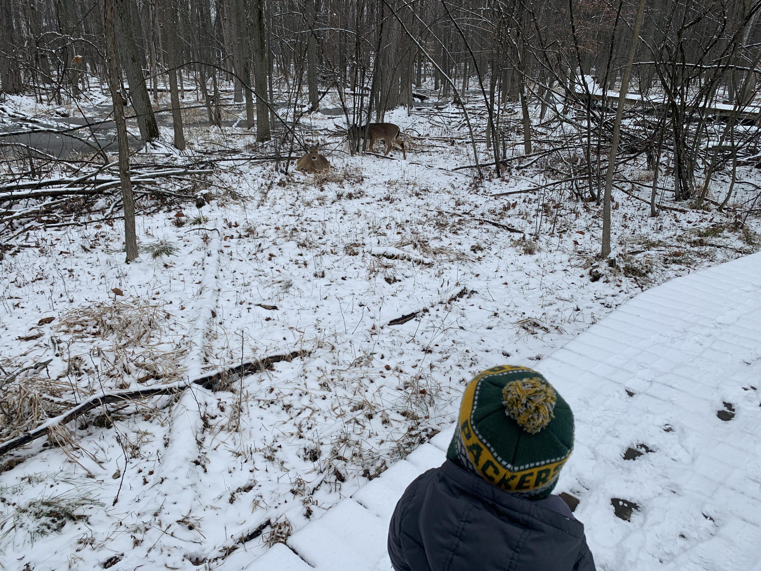 deer viewed from boardwalk at Heckrodt Wetland Preserve