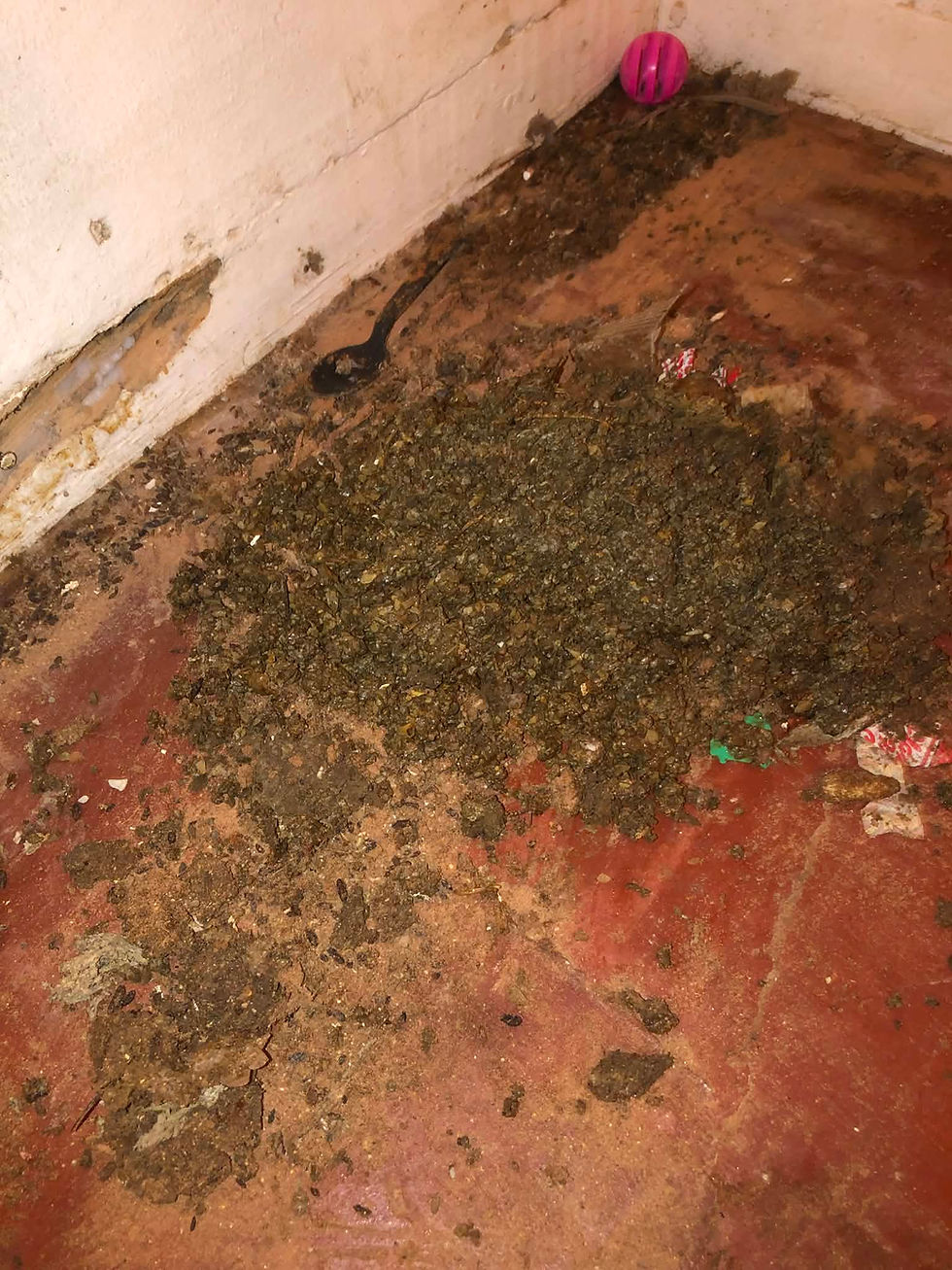 Biohazard cleaning of rodent droppings in Tucson, Arizona