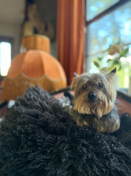 Adorable Yorkshire Terrier dog resting on a fluffy black blanket, home.