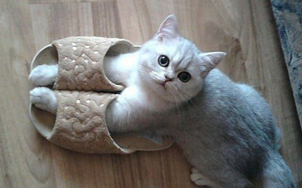 Top-10-Warm-And-Comfortable-Cats-In-Slip