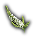 ラチャワディー花.png