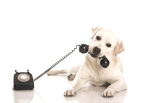 Labrador%20on%20the%20phone_edited.jpg