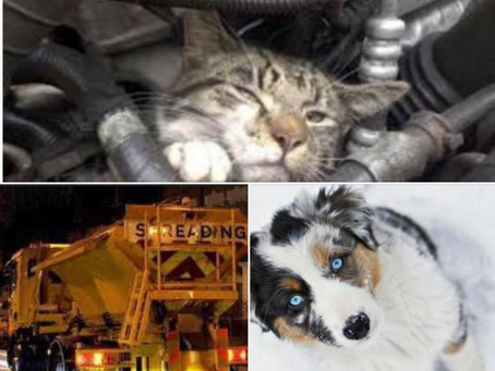 Winter pet care for cats and dogs