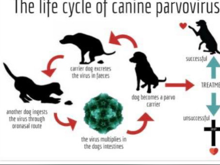 Parvo in dogs