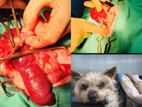 Splenectomy in dogs