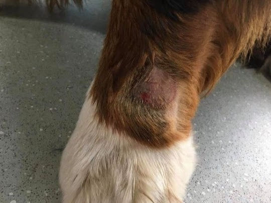 dog scratching hot spot