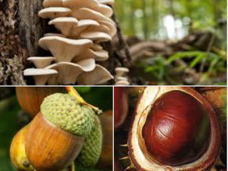 Acorns Conkers and Antifreeze toxic to cats and dogs