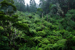 Fern Gully