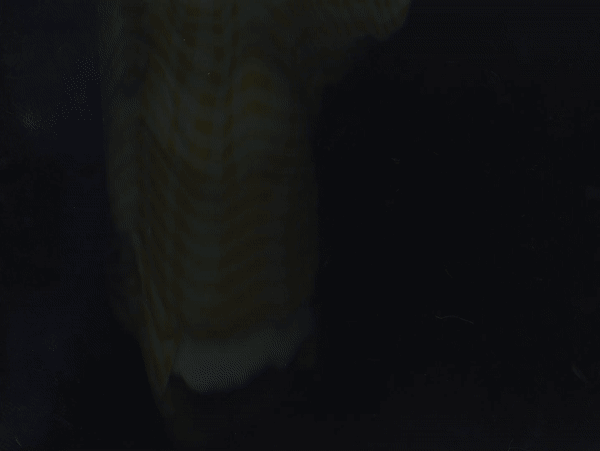 nappes toutes pour gif court.gif