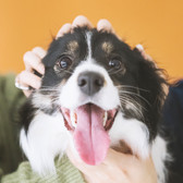犬　猫　ペット　撮影　フォトスタジオ　東京　写真館　都内　新宿