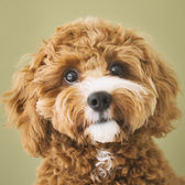 犬　猫　写真館　フォトスタジオ　東京　andsite 撮影　ペット